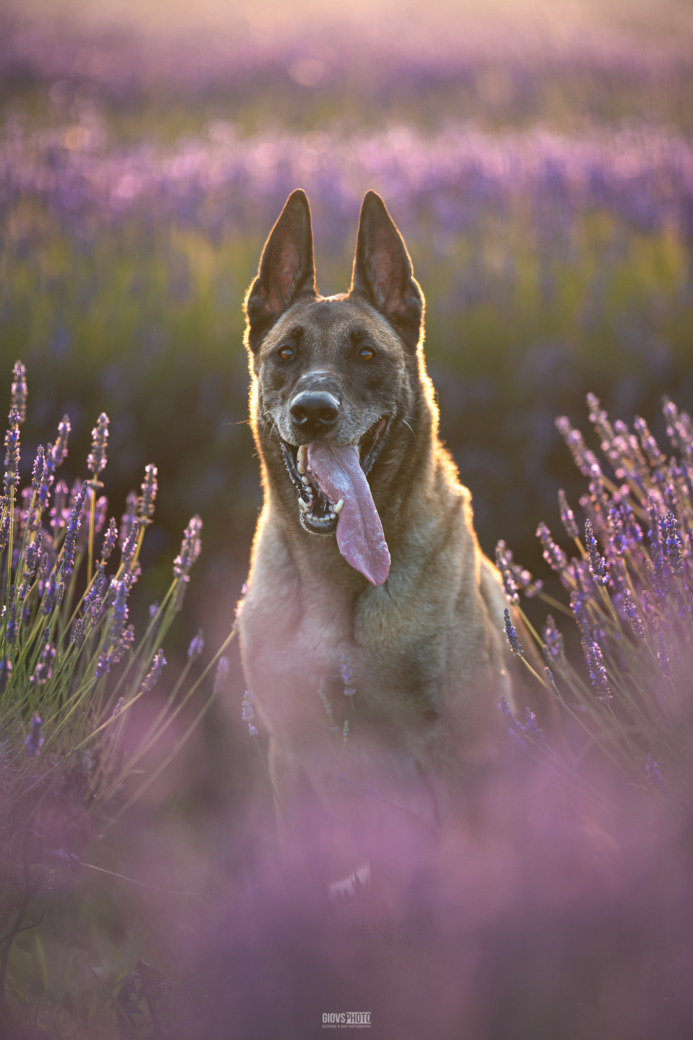 Jack Pastore Belga Malinois