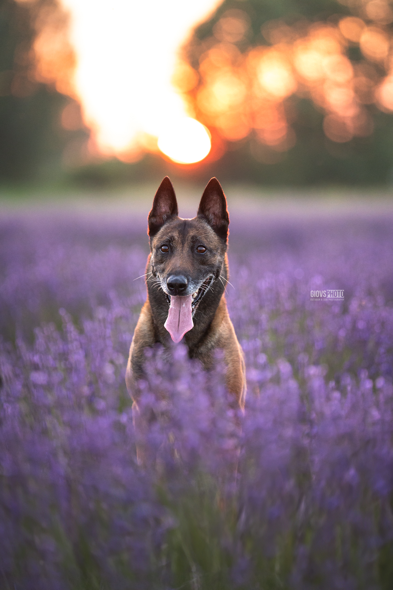 Pollon Pastore Belga Malinois